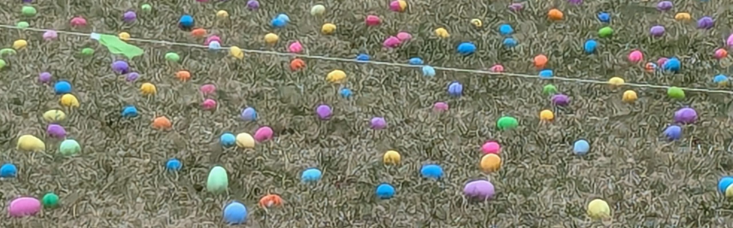 Egg Hunt Eggs 2025